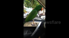 Parrot rides in car with customised window perch