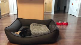 Sleeping puppy runs for food