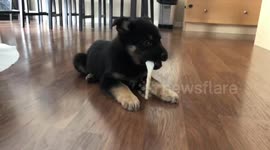 Puppy fits entire raw hide stick in mouth
