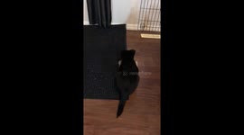 Puppy freaks out over door stopper