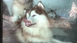 Husky puppy presses mouth against glass window