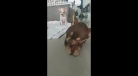 Jealous Puppy Watches Friend Eat Snack