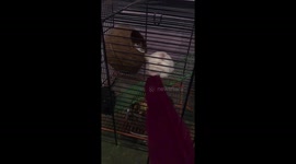 Gerbil playing with feather then flies off the cage