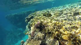 Snorkeling Experience Enounter Fishes In Hilton Sharks Beach In Red sea Egypt