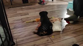 Our new Christmas Puppy Buffy found herself a fun new toy .. a clementine!