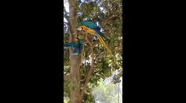 Macaw gravity Donald trump lol teamwork