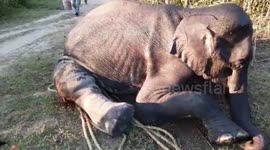 Abandoned baby elephant rescued from ditch after marathon operation in northeastern India