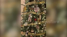 Traditional festive rivalry between cat and Christmas tree is very much alive and well