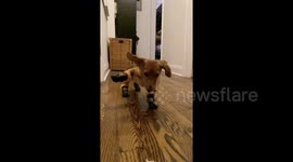 Clumsy mini dachshund tries on his winter boots for the first time