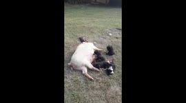 In Chhapra, Bihar, it is seen feeding a pig dog's baby.