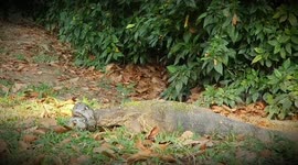 Ferocious monitor lizard kills python then eats it after epic 40 minute long reptile battle