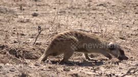 Meerkat (Suricate) don't waste time to eat as many termites as possible in the Kgalagadi Transfrontier Park