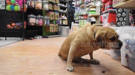 Paralyzed dog chooses new treats in puppy store