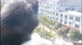 Alaskan Malamute mimics fire engine siren