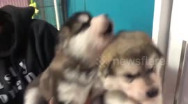 Alaskan Malamute Puppies Hungry Cry