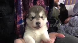 Alaskan Malamute Get Your Howls Out
