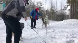 Excited Alaskan Malamute Sojou Beginner Sled Dog Training