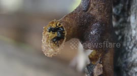 TRIGONO BEEF or MORE KNOWN WITH BEEF GALO-GALO IS A TYPE OF NO BEHAVIOR THAT PRODUCE HONEY WITH HIGH QUALITY WITH MUCH MORE PRICES // ONE OF THE MOST CULTURAL PLANTS WHICH ARE RUNNING IN THE RACING IN THE REST OF THE ROAD, WHICH IS THE RIGHT TO THE REST O