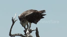 Osprey eats a fish held in his huge claws – then cleans his beak