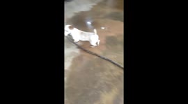 Pet Dog Brings Back Dead Snake