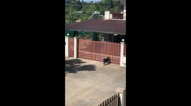 Determined dog finally jumps over gate