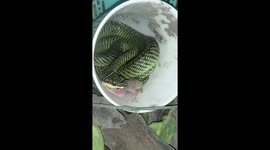 Golden Tree snake swallows live lizard