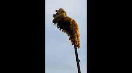 Man performs lion dance on 9m-high pole in Veitnam