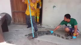Monitor lizard caught after raiding chicken coop and chasing locals