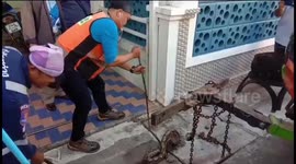 Python rescued after getting stuck in drain cover in Thailand