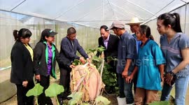 Huge 154lbs pumpkin grown with organic manure