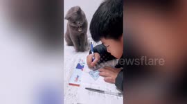 北京  一只监督小主人写作业的猫咪