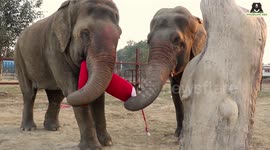 Video of rescue animals playing with Christmas presents will warm your heart