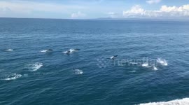 Pod of dolphins swim alongside boat in the Philippines