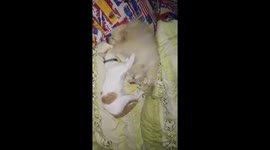 Pet Cat Gives Dog A Massage Before Bed