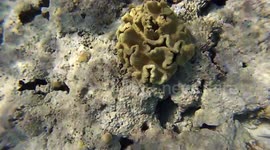 Blue Black Fish Found In Hilton Sharks Bay Red Sea Egypt