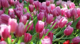 Tourists admire thousands of colourful tulips in bloom during the cooler winter in Thailand