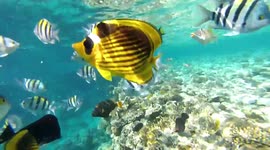 Nautilus Tourists Experience Diving And Snorkling In Sharm El Sheikh