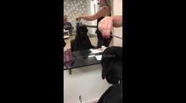 Well-behaved dog sits still while he gets fresh new haircut for Christmas