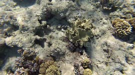 Rare Small Fishes At The Bottom Of Hilton Sharks Bay Red Sea Egypt