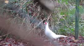 Video shows rare ghostly-looking albino pheasant strolling around UK garden