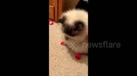 Oh no, I'm not having it! Cat in London does not like her new Christmas socks