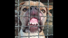 American Bully Says Good Morning With Teeth Bared