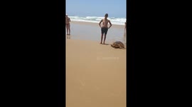 sea turtle laying eggs