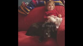 Child watching tv with the dog then goes to cuddle cat