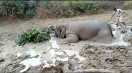 Elephant calf dies after 38-hour struggle in thick Indian swamp