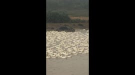 Vietnamese farmer uses special calls to command thousands of ducks