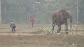 Miraculously escape as elephant attack in southern East india