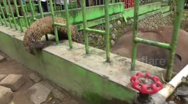 Smart elephants open water taps for drinking