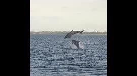 Christmay Day with playful jumping dolphins & friendly manatees on Florida coast
