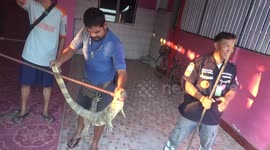 Huge monitor lizard caught breaking into Thailand home